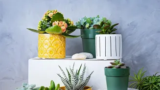 Drainage Still Matters Even When A Planter Is Decorative Has A Practical Side: Grouped Ceramic Pots Can Create A More Cohesive Indoor Display