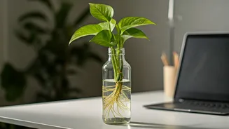 Workstation Styling Reels Love Upcycled Bottle Money Plant Propagation Hacks