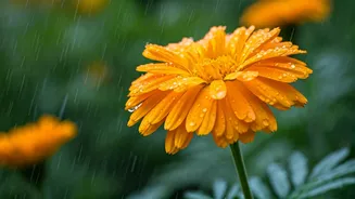 Monsoon Pots Need This Cheerful Indian Flower