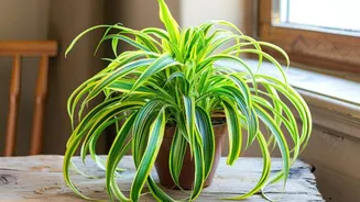 5 amazing health benefits of spider plant