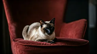 Pet Care Report Confirms Mumbai Rules As Cat Capital