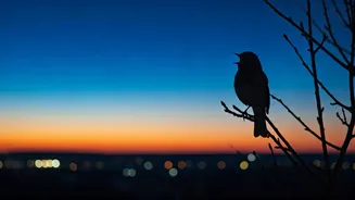 Midnight Melodies: Unraveling the Mystery of Urban Birds Singing After Dark