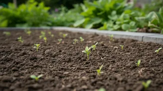 Why Aeration And Microbe Inoculation Save Garden Soil Damaged By Prolonged Waterlogged Conditions