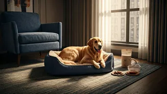Pet-Friendly Policies Are The New Booking Flex