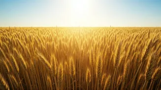 Uttar Pradesh Wheat Procurement: Rs 1318 Crore Disbursed to Over 1.15 Lakh Farmers in April