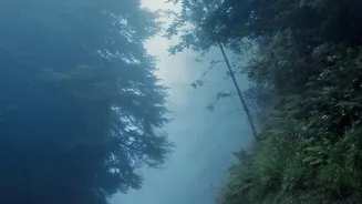 Why Early Winter Fog Makes Driving From Bengaluru To Chikmagalur An Unforgettable Experience