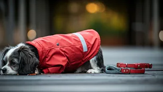 Why Pet Parents Are Obsessed With Custom Raincoats