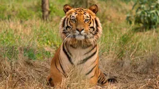 Sariska to introduce multi-language audio guides, digital wildlife experience for tourists
