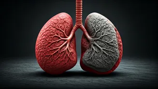 Poor Diet Harms Lungs: What You Need To Know