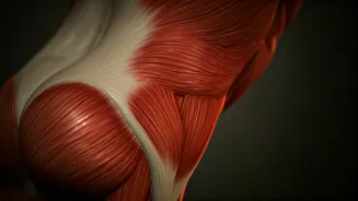 Unveiling the Giants: A Look at the 5 Largest Muscles in the Human Body
