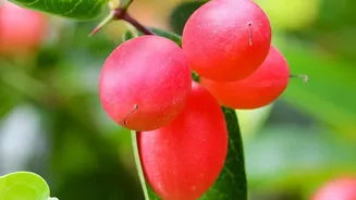 Keeping Cranberry Plants Moist And Indoor Cranberry Gardening: What To Know