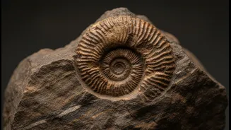 How to Use the A 450-million-year-old Fossil Story without Overstating Reconstructing Ancient Animal Life