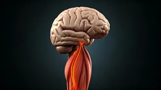 Unlock Your Brain's Potential: How Leg Day Fortifies Your Mind and Fights Alzheimer's