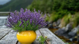 5 low-maintenance fragrant plants for your home