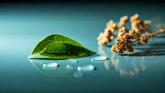 Korean Beauty Ingredients That Suit Sensitive Indian Skin