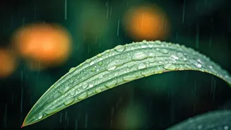 Rainy Days Need Safer Plates And Smarter Sips