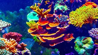 A Lab Accident Inspired A Technique That Helped Bleached Coral Recover