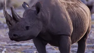Dudhwa's Rhino Milestone Shows Recovery Is a Long Process