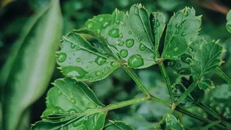 A Constantly Full Reservoir Can Keep Some Plants Too Damp