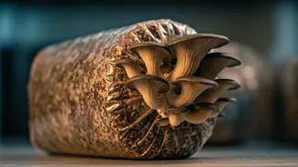 Cultivate Your Own Organic Mushrooms: A 5-Step Guide to Home Cultivation in Plastic Bags