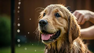 Mud And Rain Make Dog Grooming Non-Negotiable