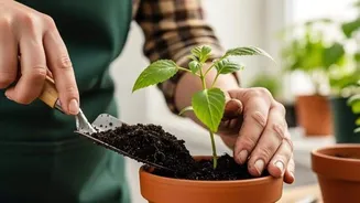 Gardening 101: How to select the perfect potting mix