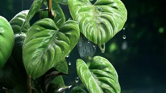 Monsoon Turns Familiar Weekend Destinations Into Refreshing Green Retreats