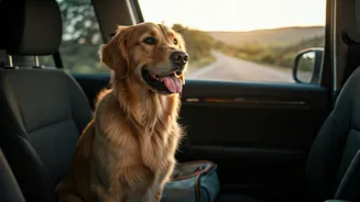 Furry Travellers Are Changing Booking Habits Fast