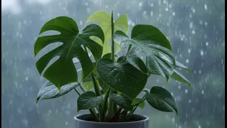 Monsoon Plant Care Is About Airflow, Not Just Free Rainwater