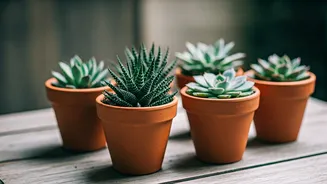 6 Succulents to Beautify Your Space for 50+ Years!