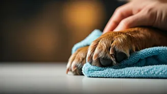 Paw Hygiene Keeps Monsoon Walks Less Risky