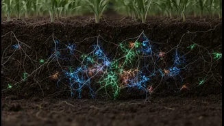 Crop Science Needs More Soil-Microbe Explainers