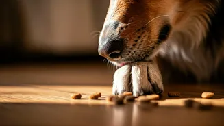 High-Protein Dog Diets Are Now A Family Discussion