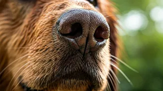 Dogs Have Super Senses: Six Secrets Revealed