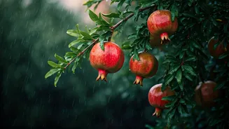 Pomegranate Is A Rainy Season Winner