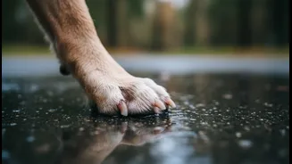 Regular Nail And Paw Checks Matter More During Slippery Weather