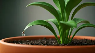 Stop Overwatering! Plant Experts Reveal Why