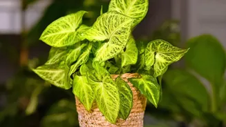Easy Houseplants That Can Brighten Your Apartment All Rainy Season Long