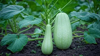 These Seasonal Vegetables Love Rain And Rich Soil