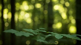 5 Japanese Techniques for a Calmer Life