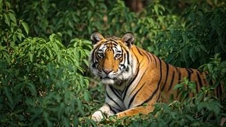 See Tigers: Best Places in India to Spot Them