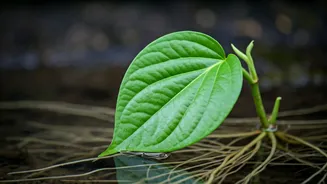 Grow Your Own Paan Plant from a Single Leaf: A Simple Home Gardening Guide