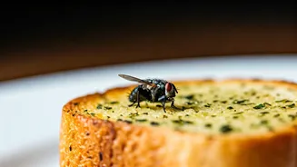 Fly in Food Fiasco: Ahmedabad Eatery Fined Rs 50,000 for Hygiene Breach