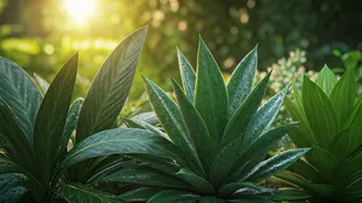 Monsoon Humidity Is A Beginner Gardener’s Friend