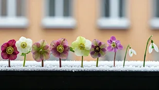 8 Winter Blooms: Vibrant Balcony Garden Ideas