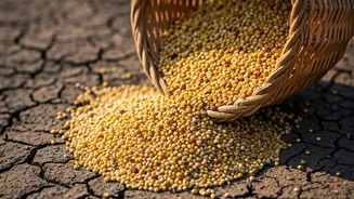 Weak Monsoon Puts Millets Back On India's Plate