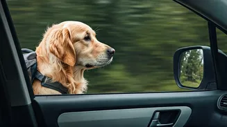 Indian Holidays Are Getting Paw-Friendly And Practical