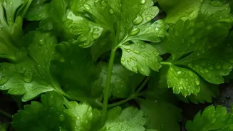 Why Coriander Prices Are Rising While Monsoon Weather Disrupts Supply