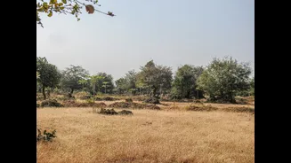 Dry weather and cooler temperatures aid mustard sowing in Rajasthan