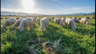The Sheep Project Tests Biodiversity, Soil Health And Animal Welfare Together